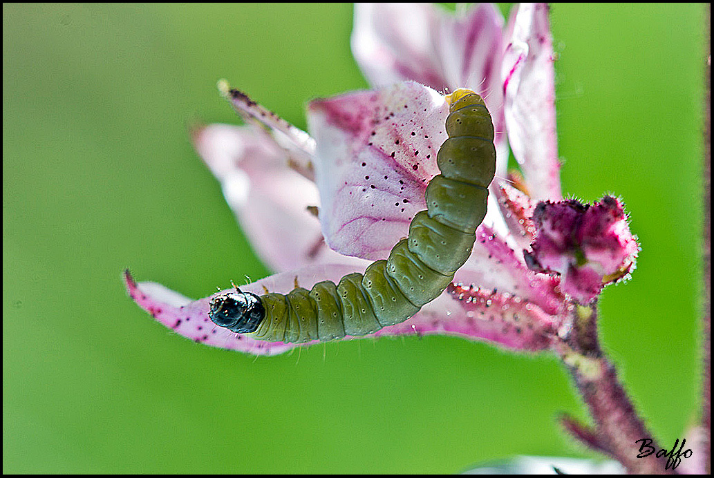Identificazione bruco.